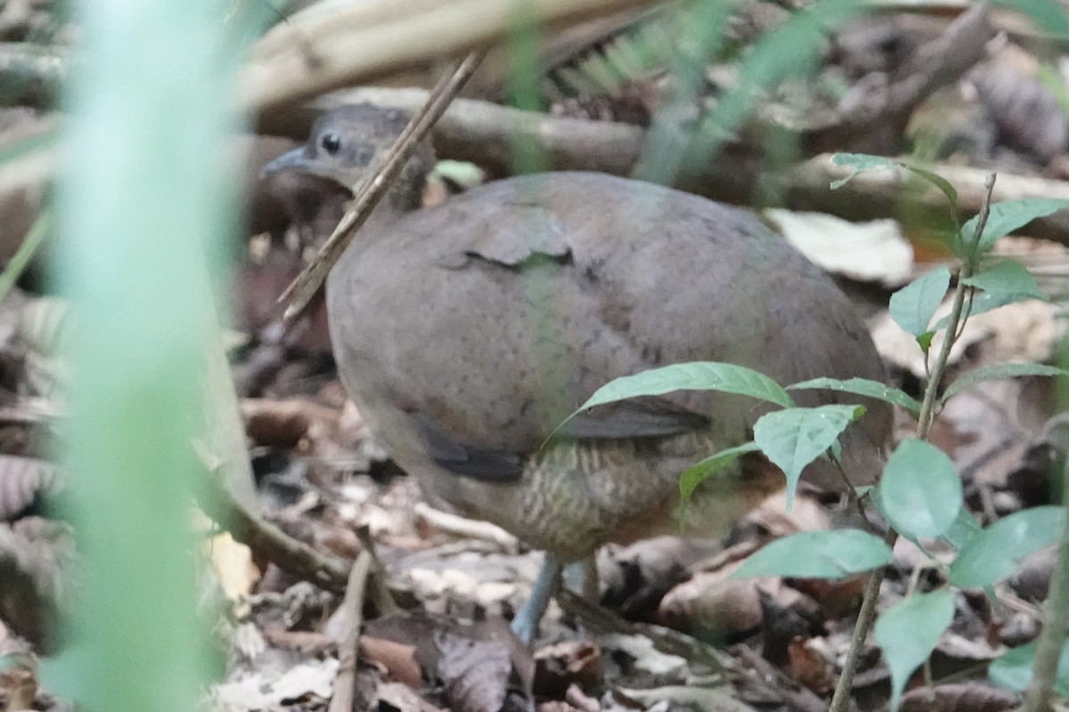 Great Tinamou - ML616906537