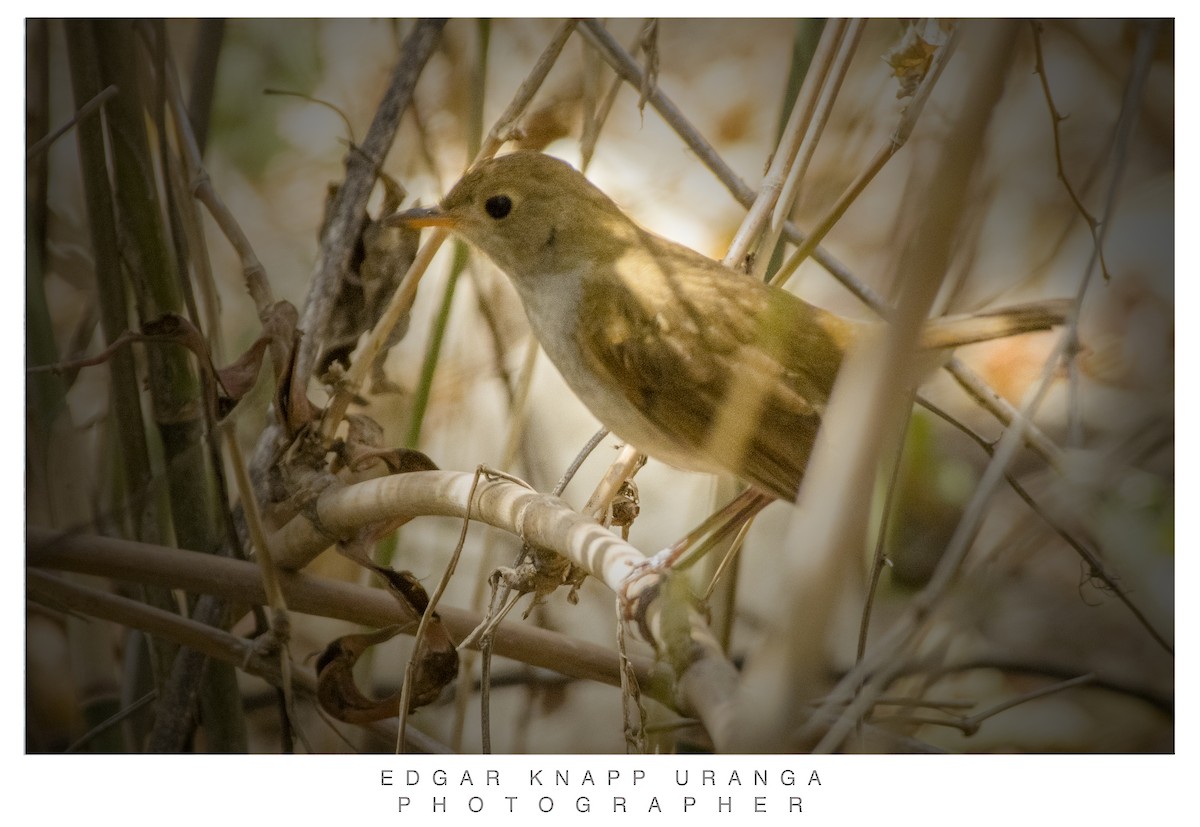 Orange-billed Nightingale-Thrush - ML616906542