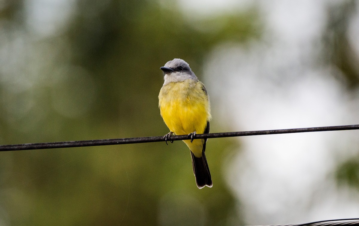 Tropical Kingbird - ML616906565