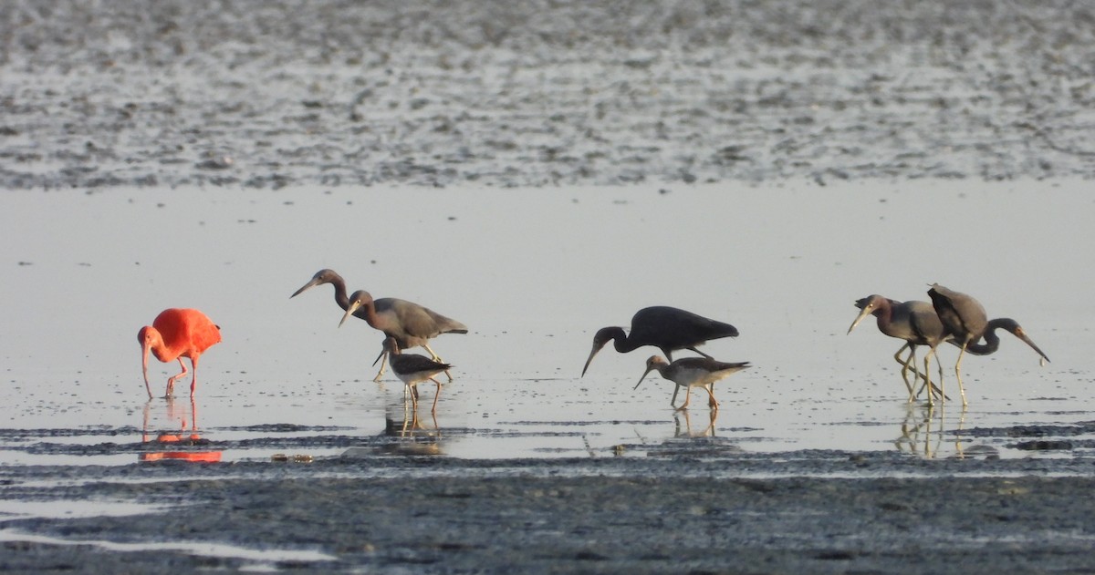 Scarlet Ibis - ML616906579