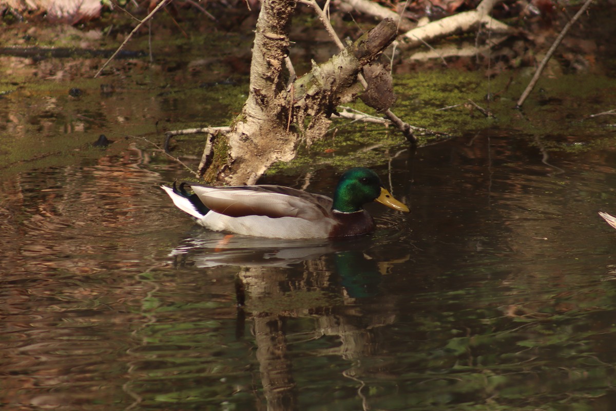 Mallard - Ryan Ballard