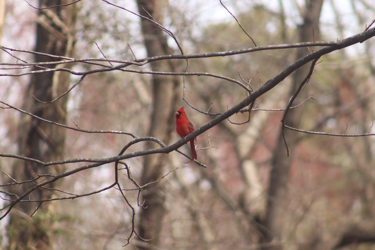 Northern Cardinal - ML616906615