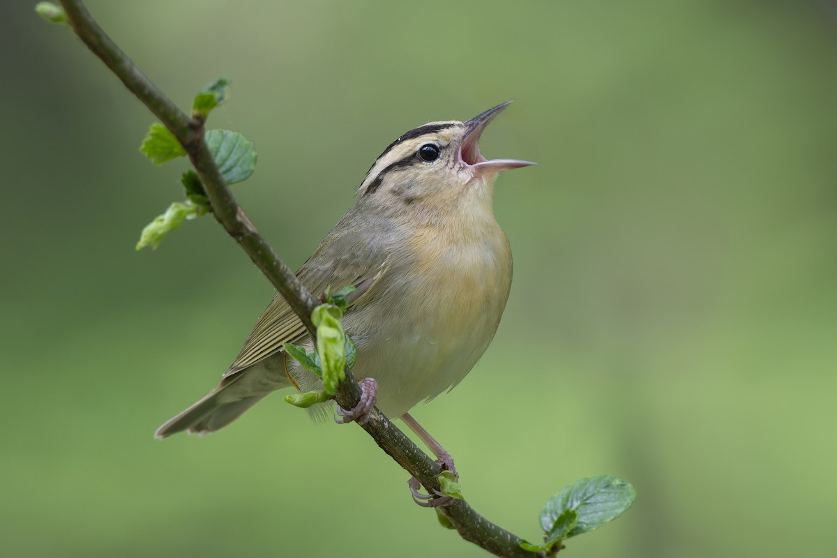 Worm-eating Warbler - Jeff Maw