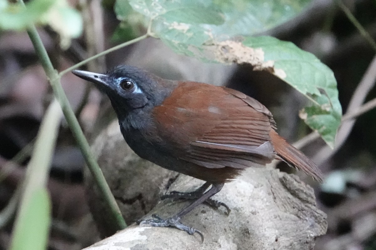 Chestnut-backed Antbird - Jeremy Dominguez