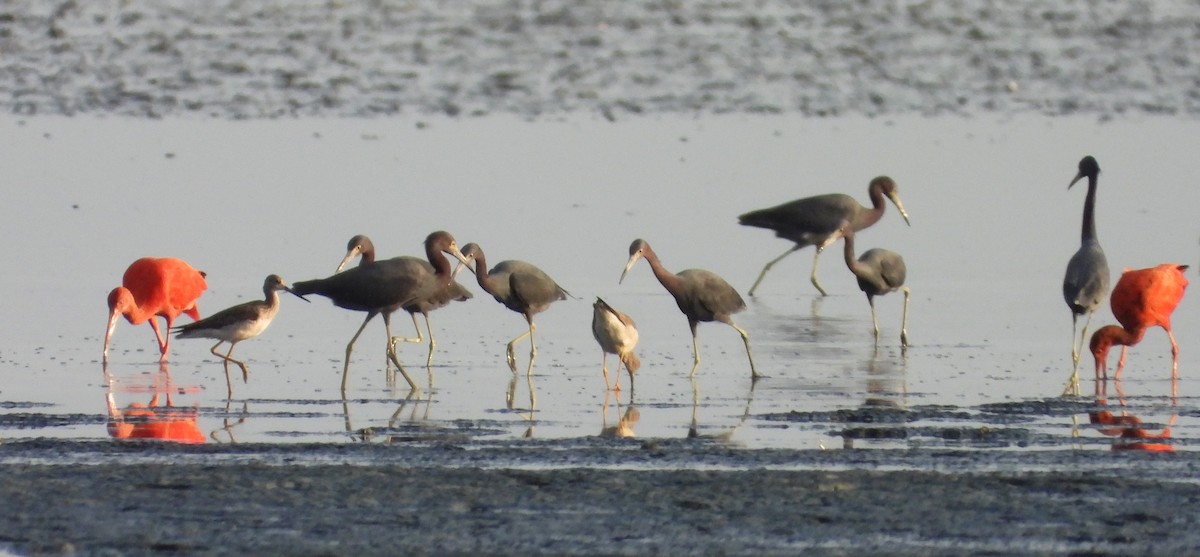 Scarlet Ibis - ML616906705