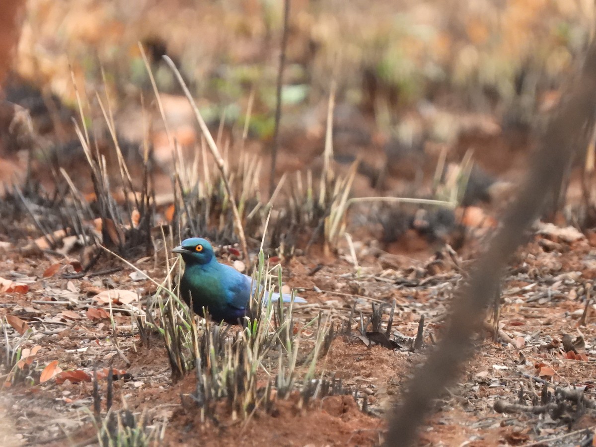 Lesser Blue-eared Starling (Miombo) - ML616906706