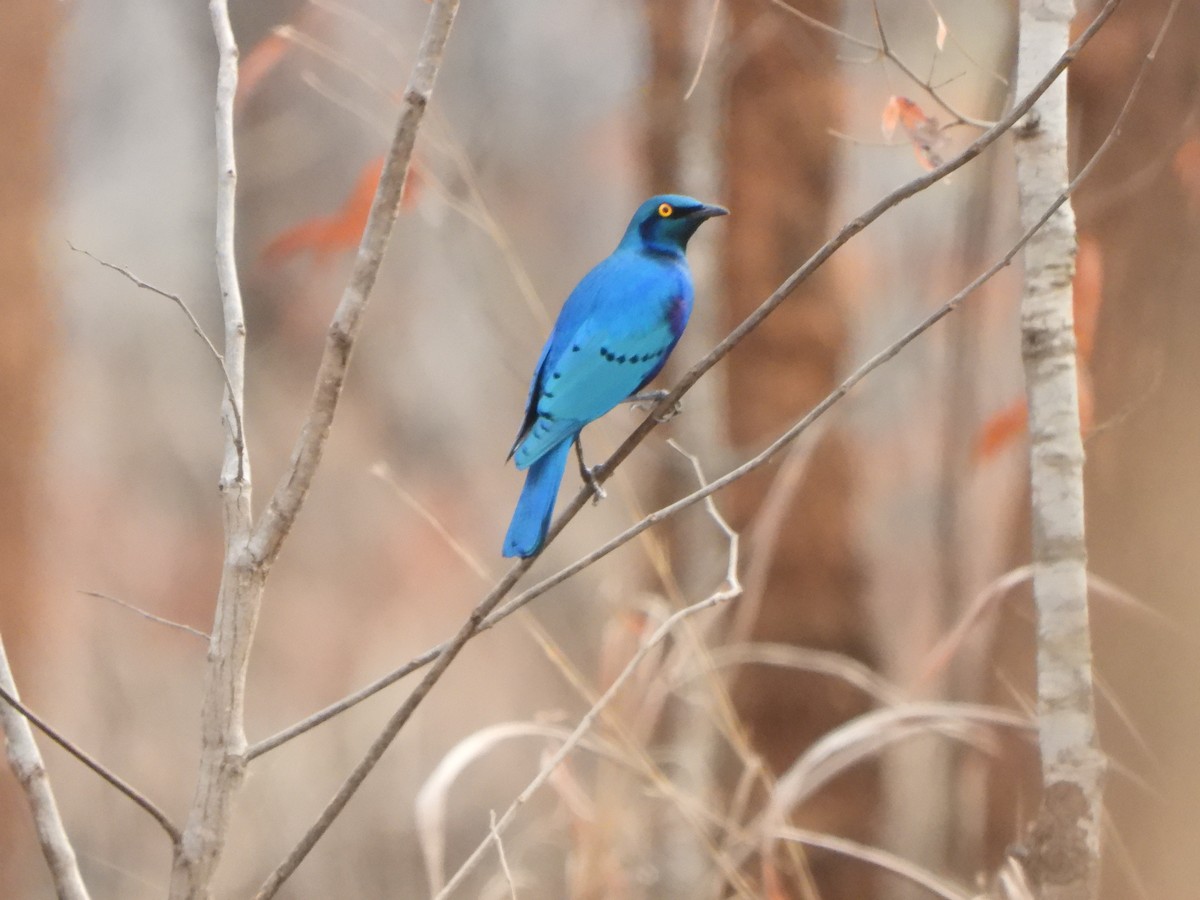 Lesser Blue-eared Starling (Miombo) - ML616906708