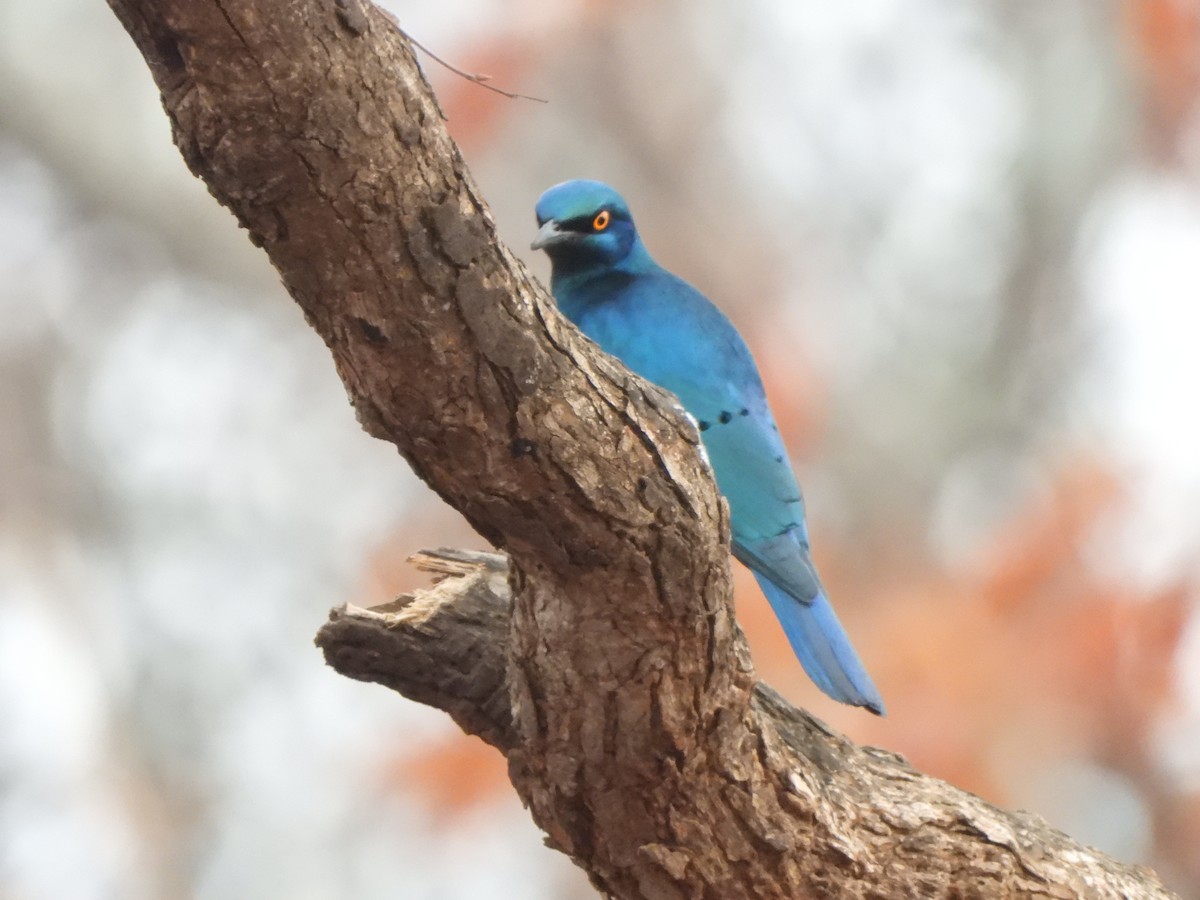 Lesser Blue-eared Starling (Miombo) - ML616906710