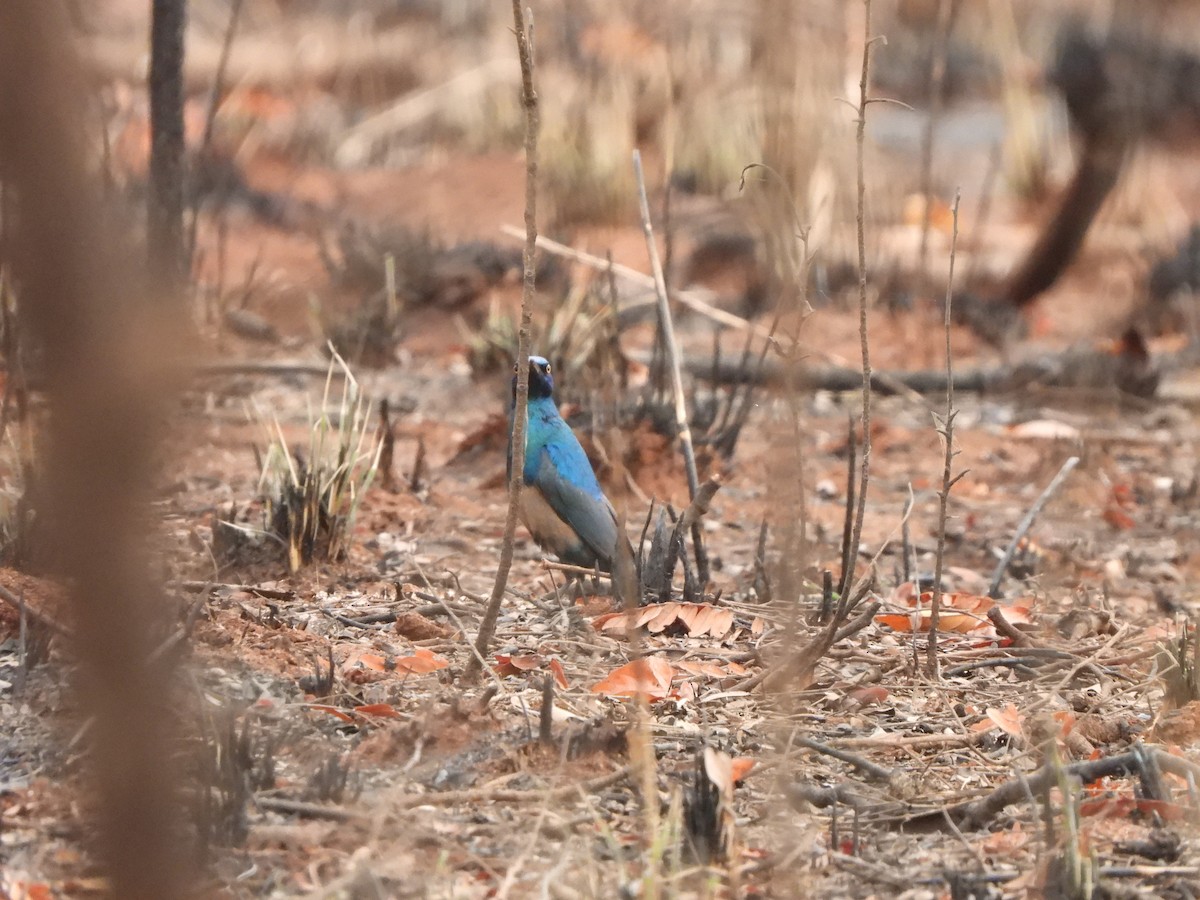 Lesser Blue-eared Starling (Miombo) - ML616906711