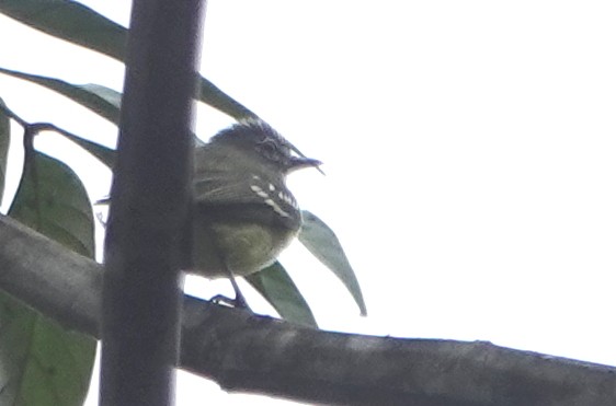 White-lored Tyrannulet - ML616906738