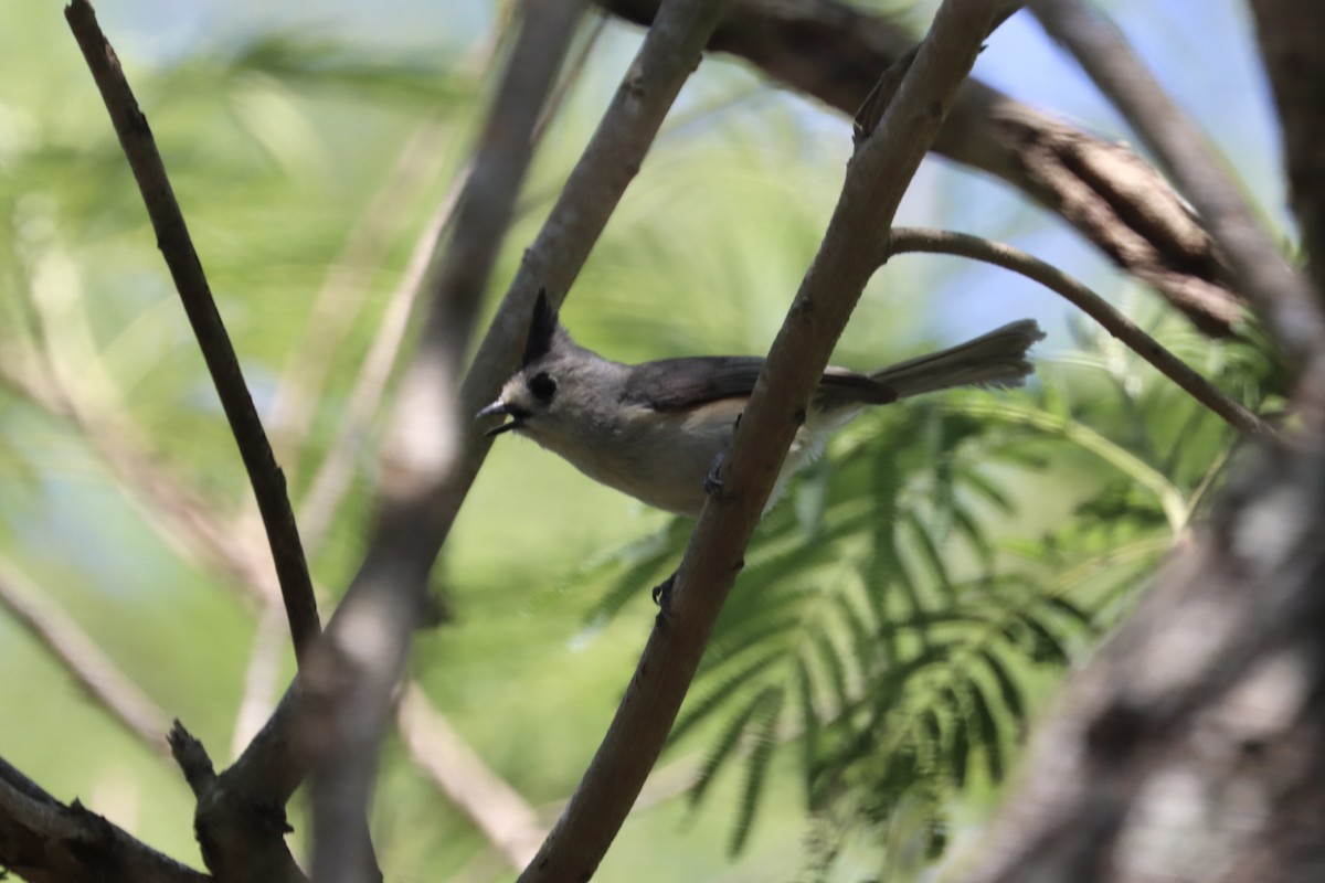 Black-crested Titmouse - ML616906752