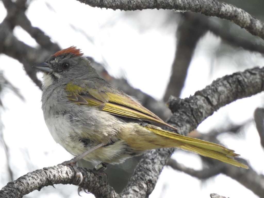 Green-tailed Towhee - ML616906783