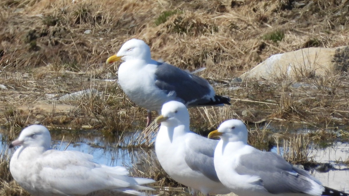 Gaviota/Gavión sp. - ML616906799