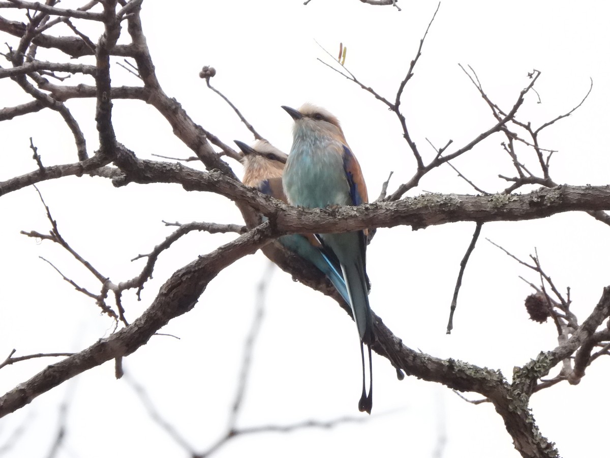 Racket-tailed Roller - Bev Agler