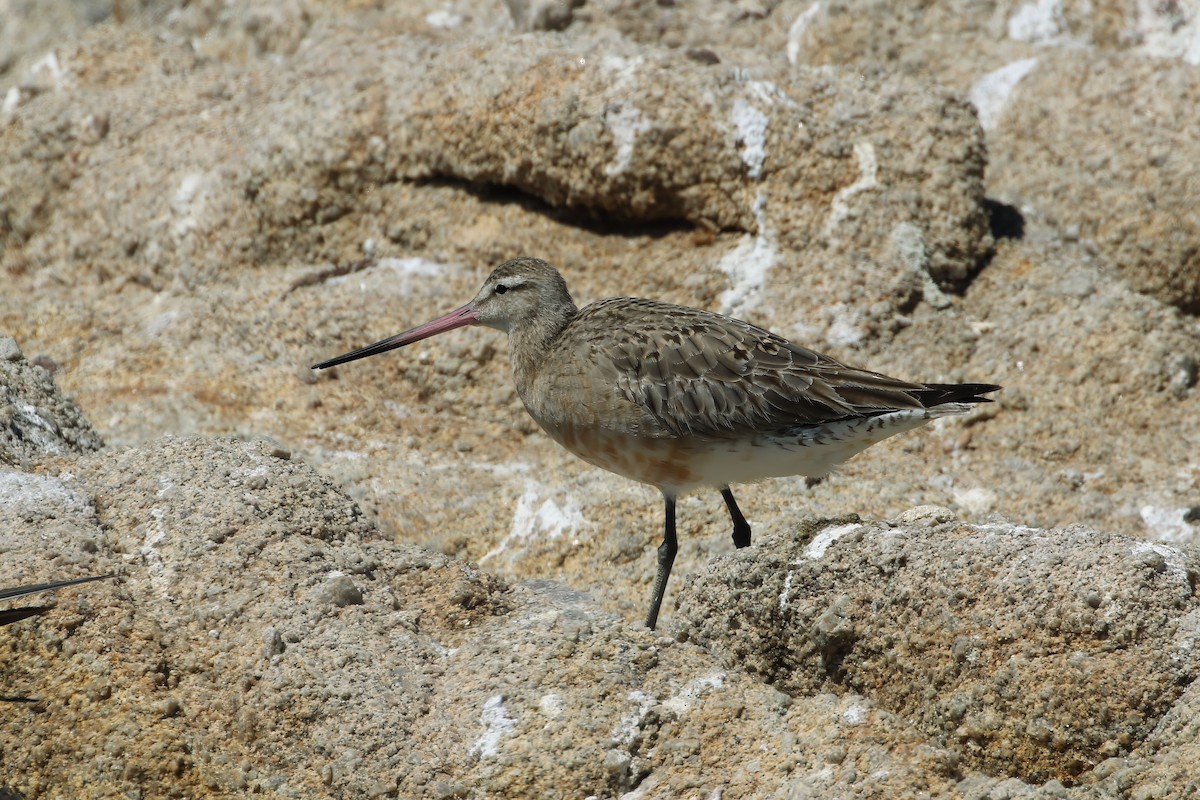 Bar-tailed Godwit - ML616906872