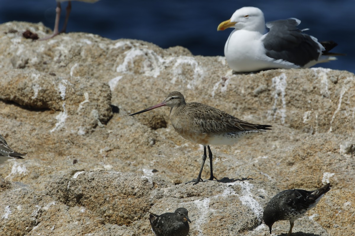 Bar-tailed Godwit - ML616906873