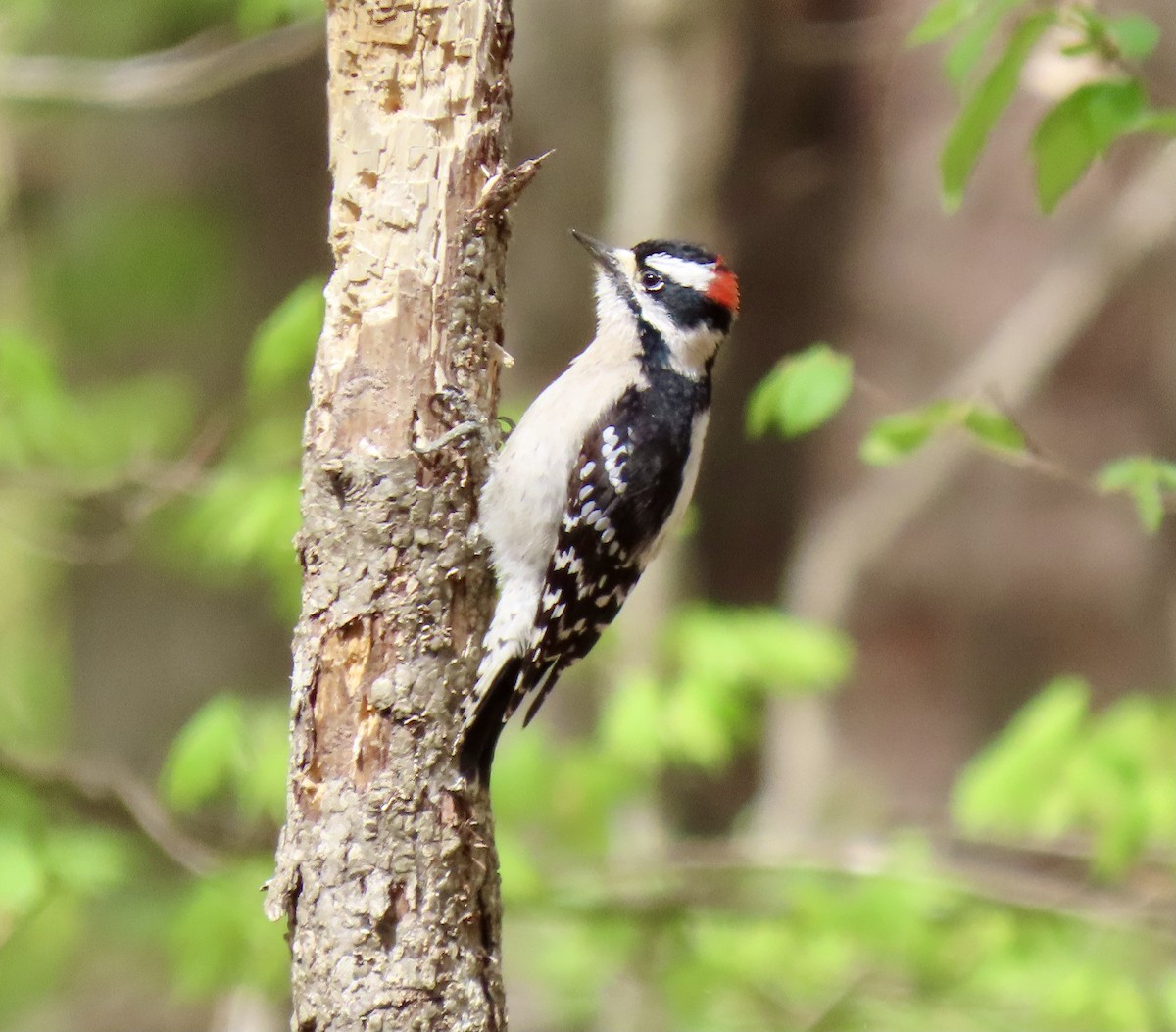 Downy Woodpecker - Claire Sullivan