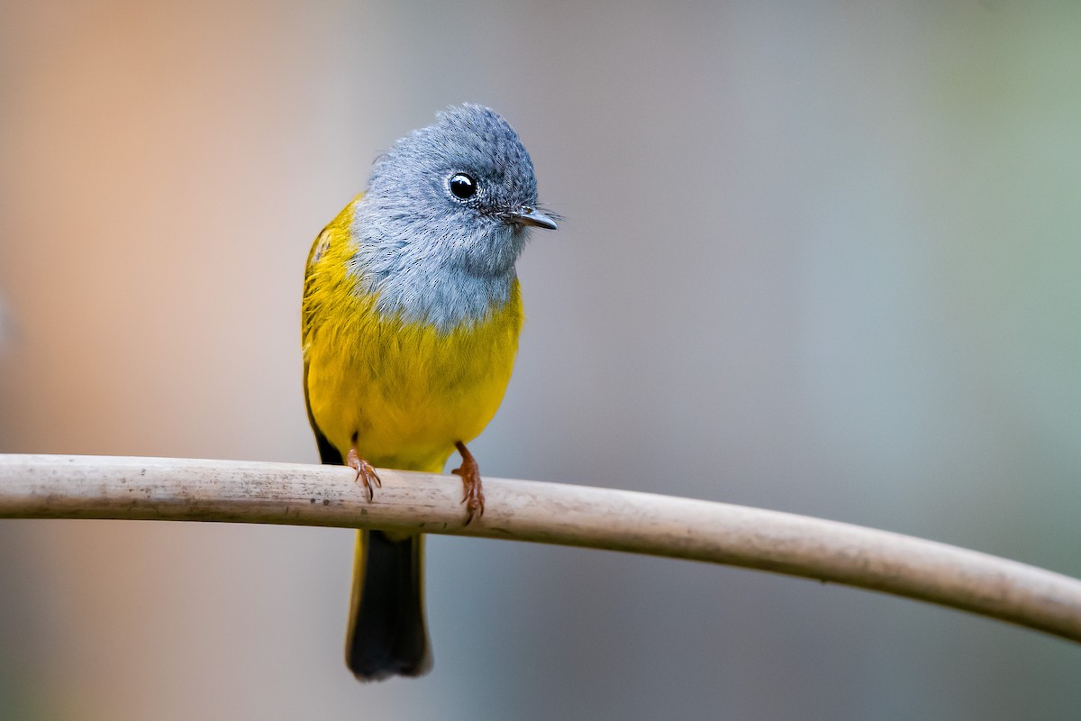 Gray-headed Canary-Flycatcher - ML616906898