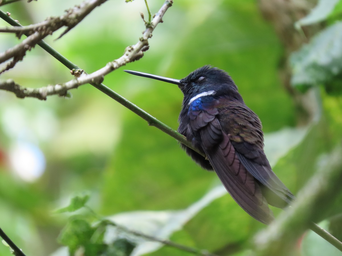 Blauschulterkolibri - ML616906916