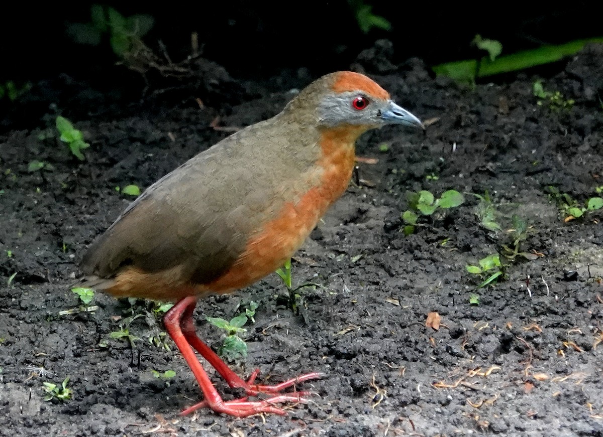 Russet-crowned Crake - Peter Blancher