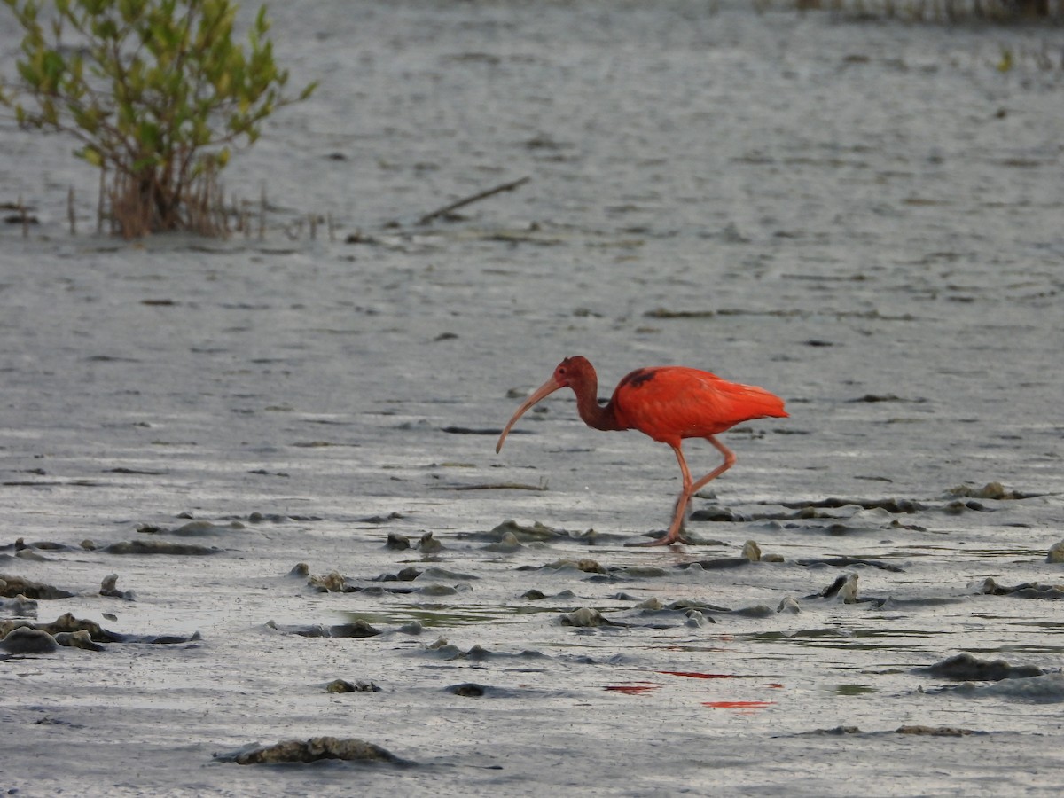 Scarlet Ibis - ML616906973