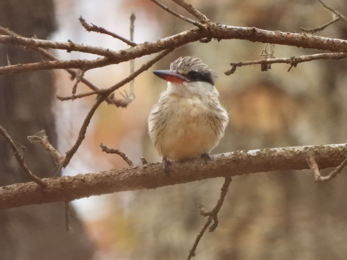 Striped Kingfisher - ML616906987