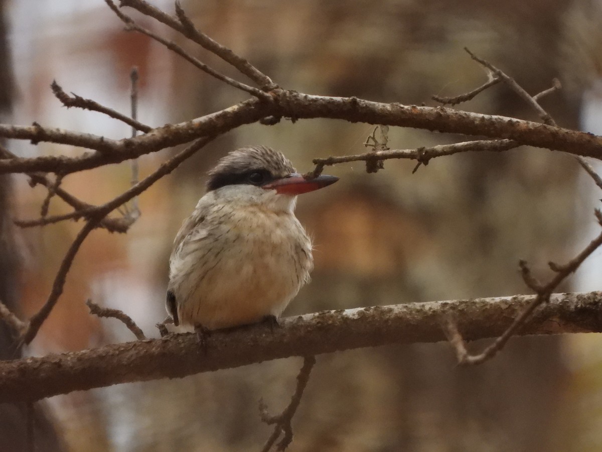 Striped Kingfisher - ML616906988