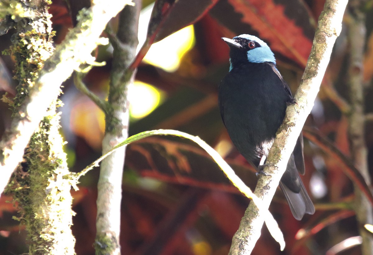 Scarlet-thighed Dacnis - Geert Bouke Kortleve