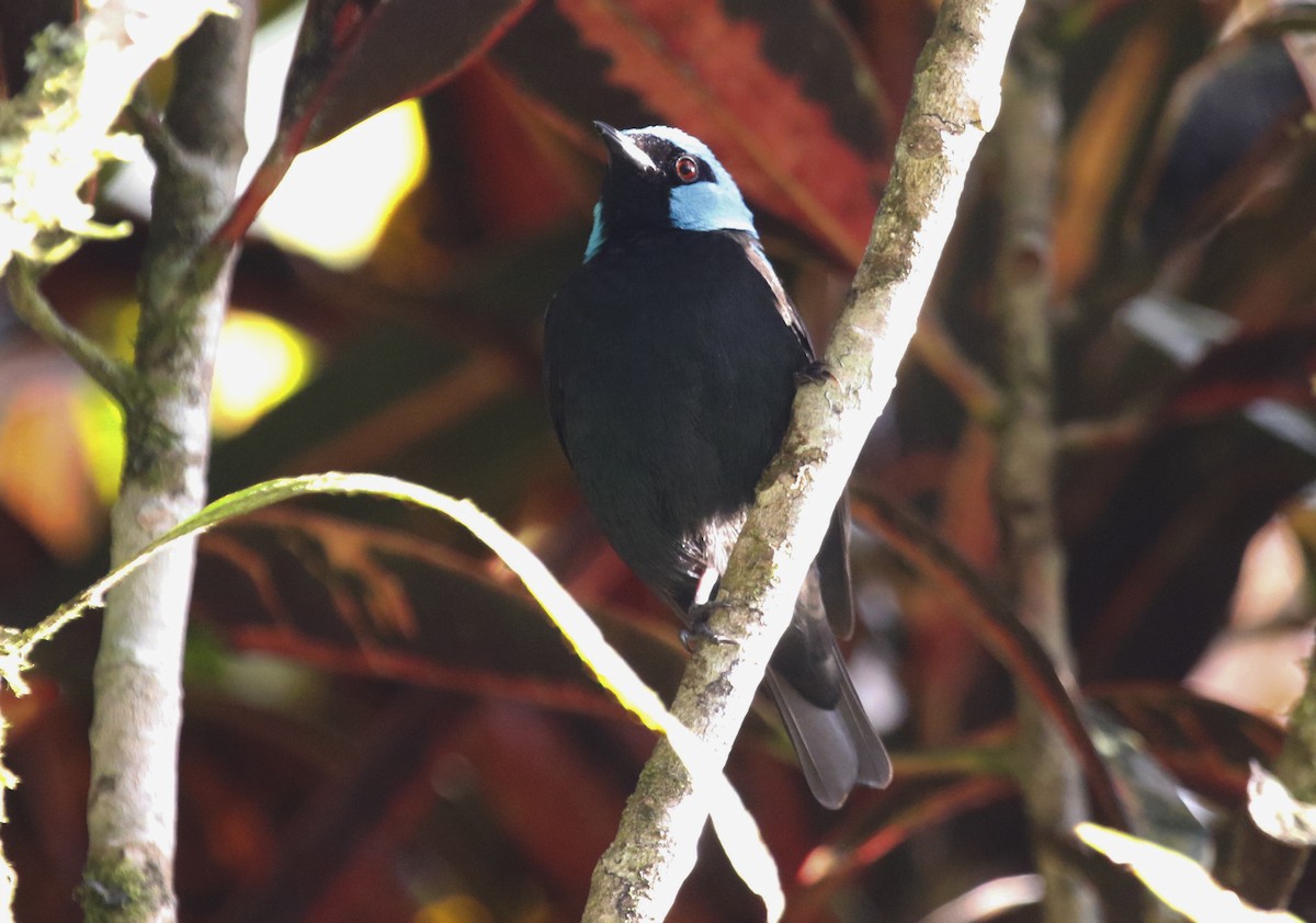 Scarlet-thighed Dacnis - ML616907019