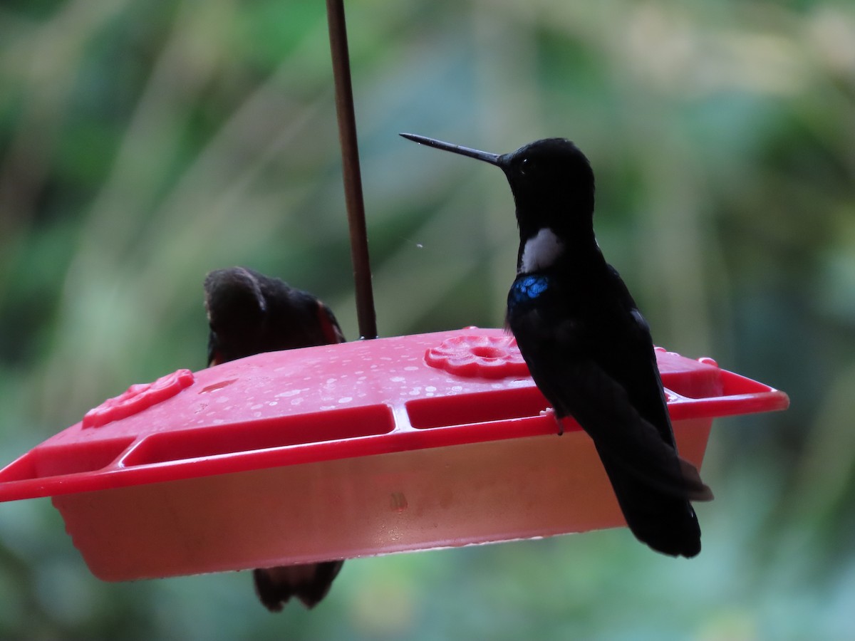 Blauschulterkolibri - ML616907032