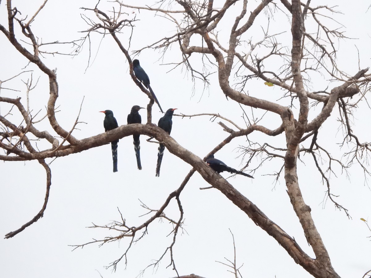 Green Woodhoopoe - Bev Agler