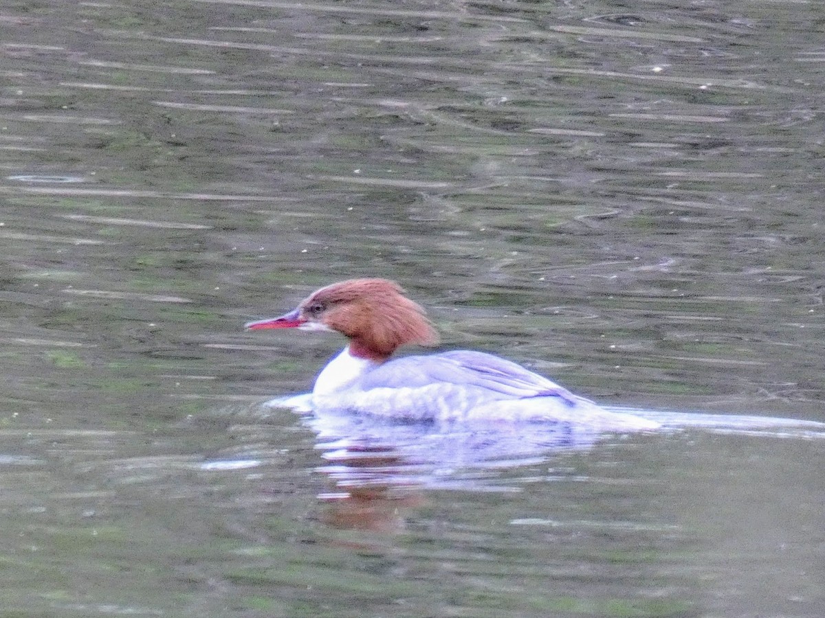 Common Merganser - ML616907048