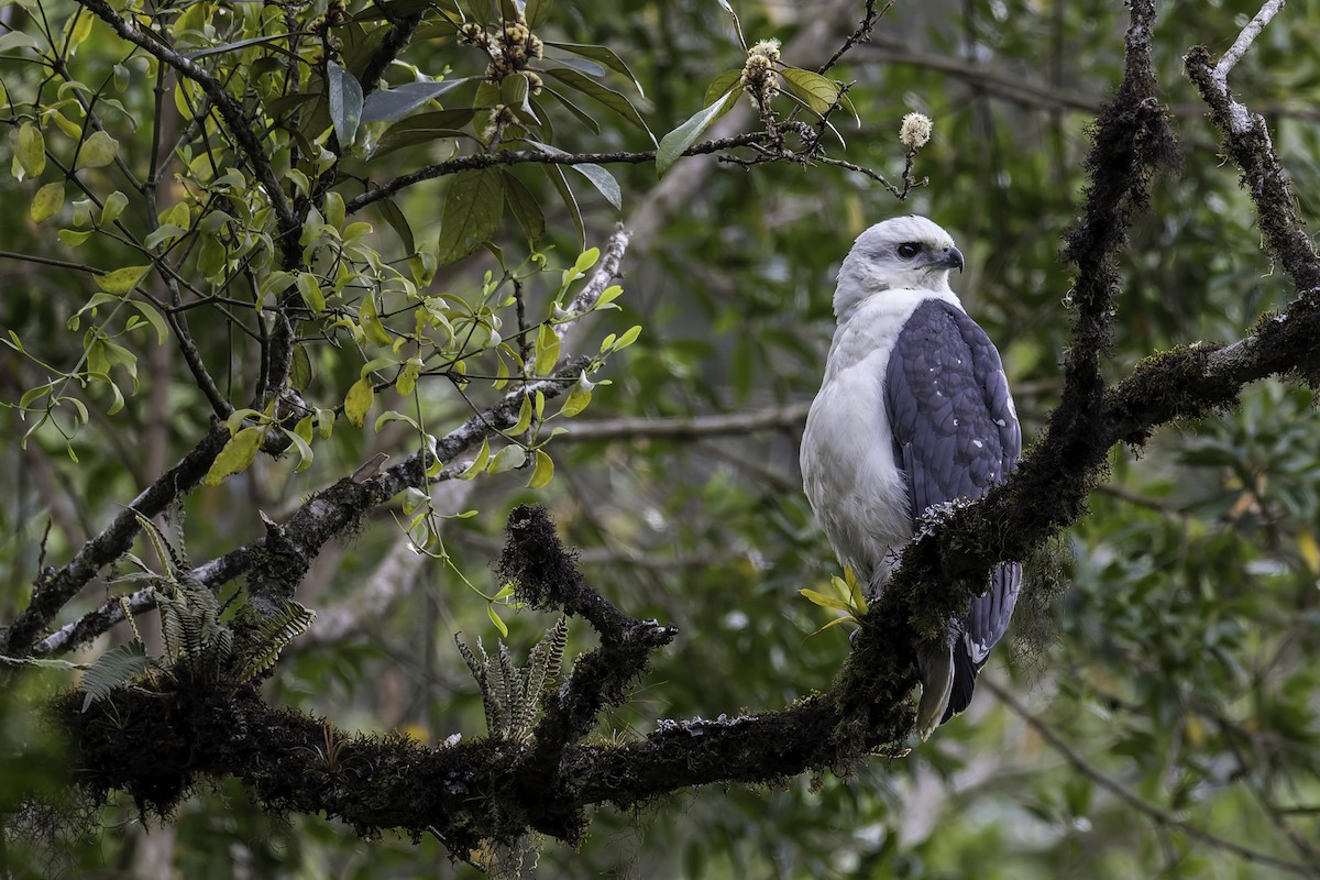 Mantled Hawk - Thelma Gátuzzô