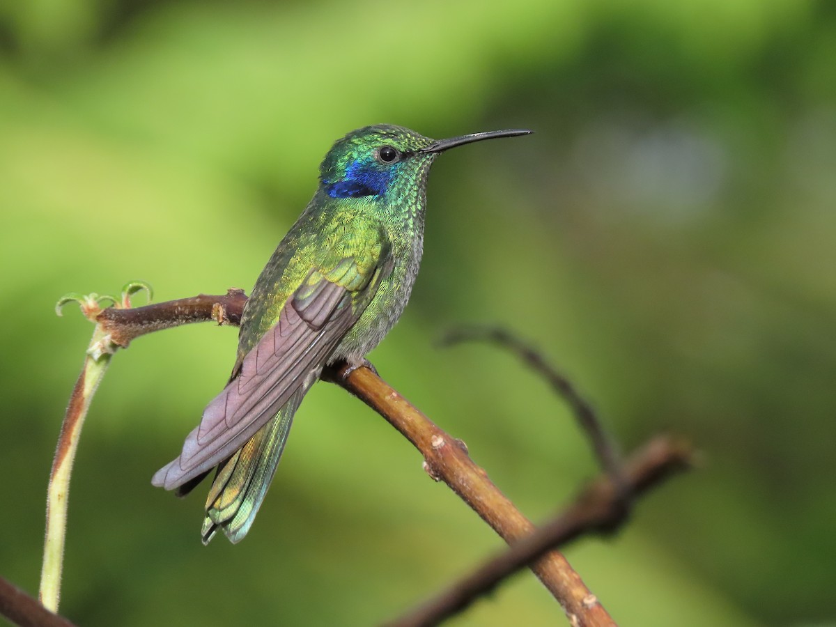 Lesser Violetear - ML616907080