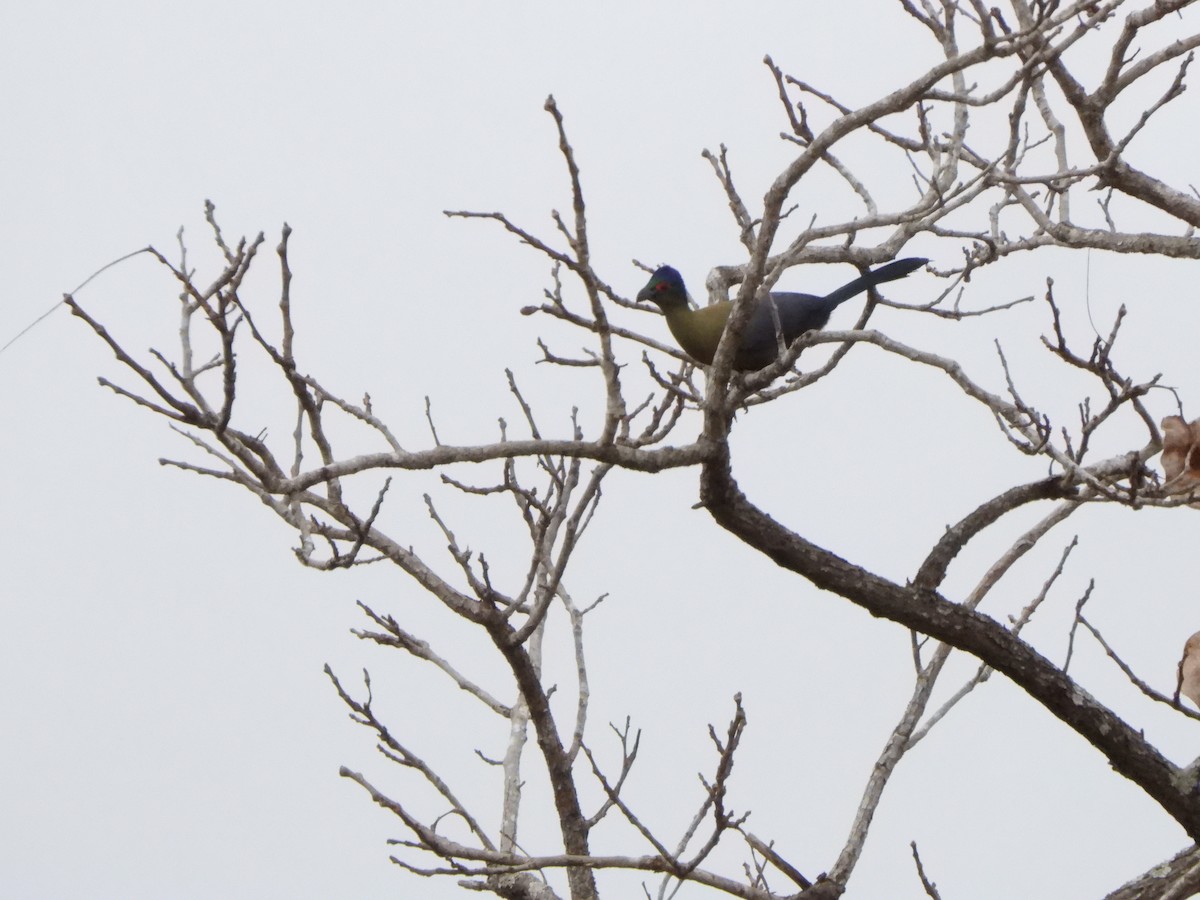 Purple-crested Turaco - Bev Agler