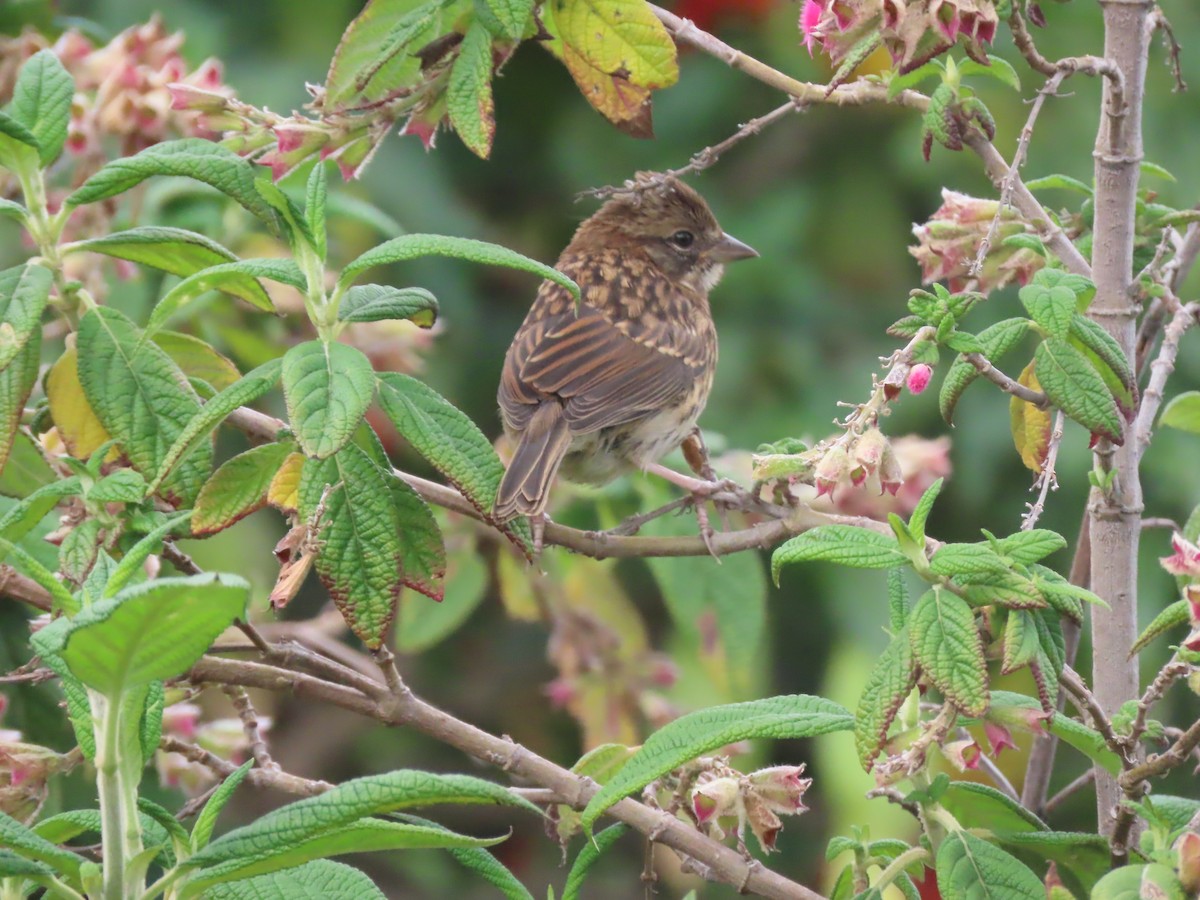 Rufous-collared Sparrow - ML616907150