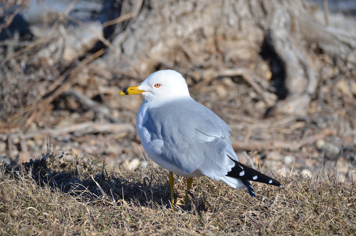 Ring-billed Gull - ML616907153