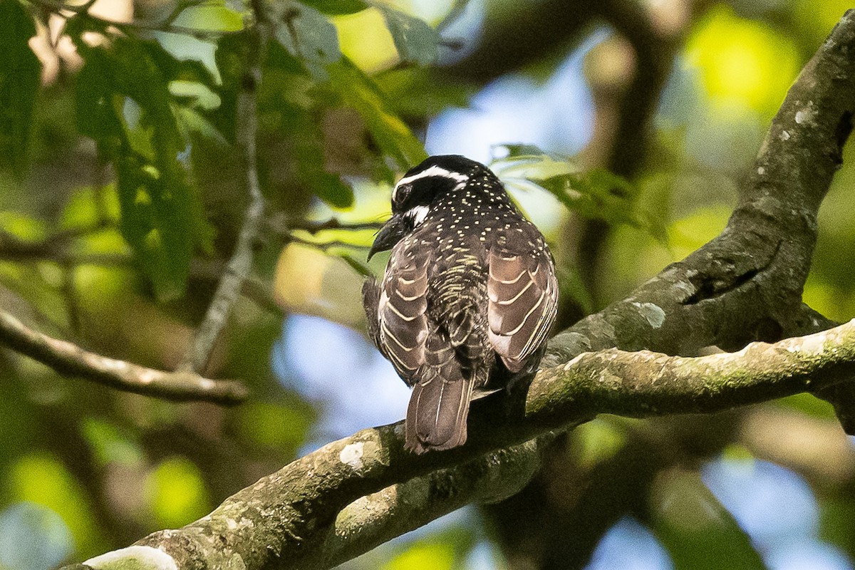 Hairy-breasted Barbet - Nancy Larrabee