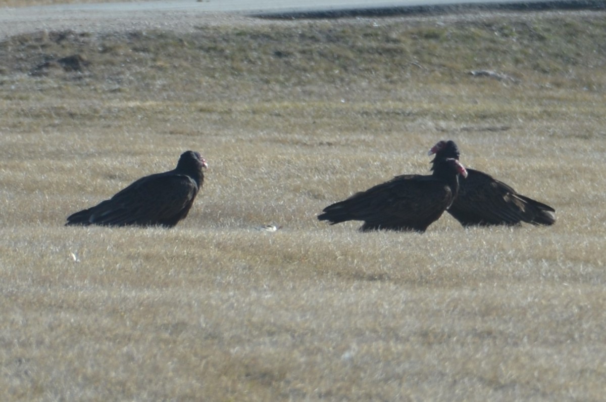 Turkey Vulture - ML616907170