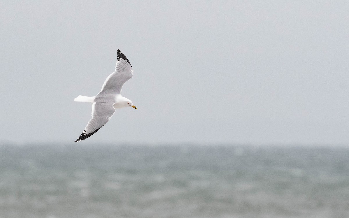 Ring-billed Gull - ML616907171