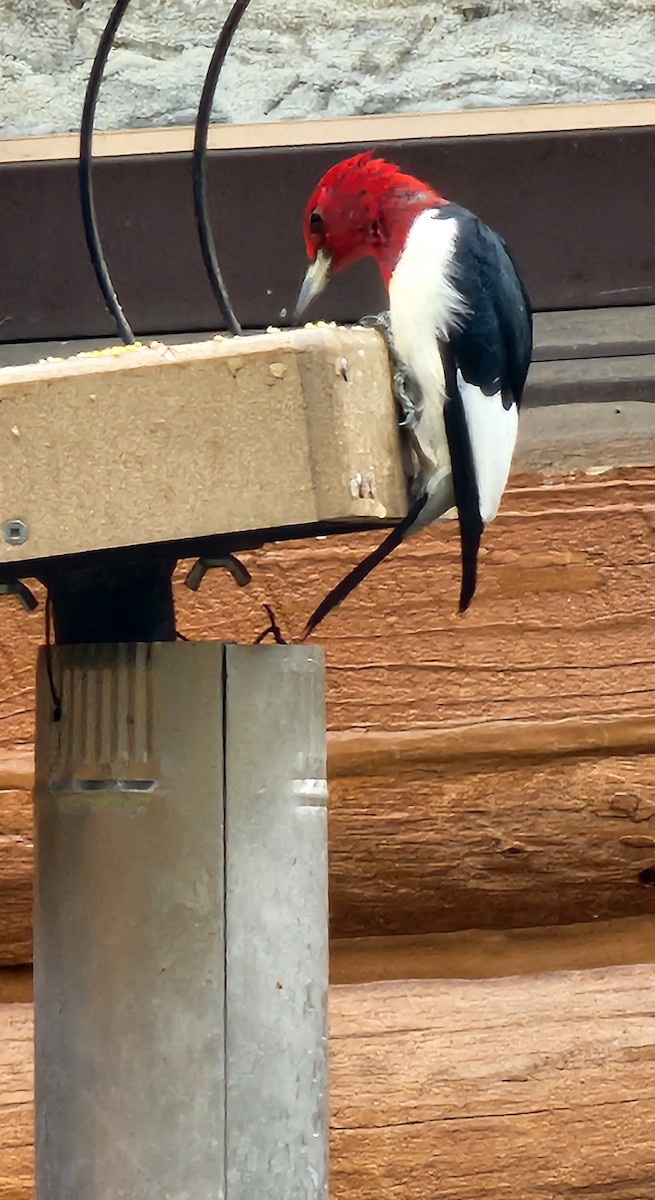 Red-headed Woodpecker - ML616907177