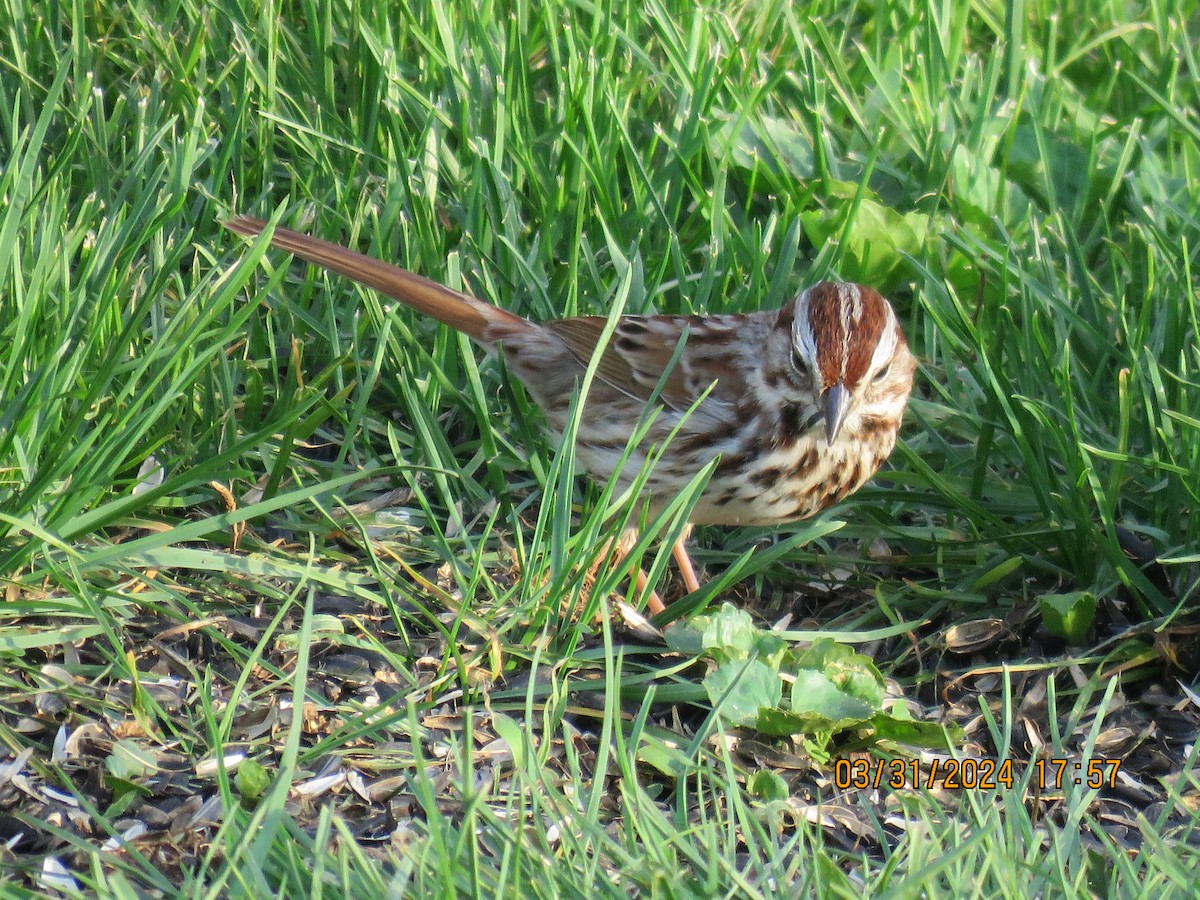 Song Sparrow - jack paul