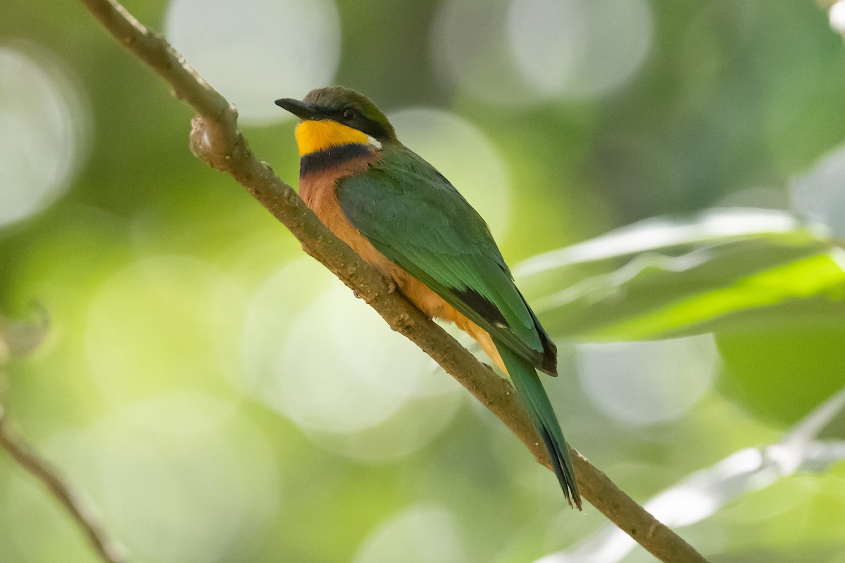 Cinnamon-chested Bee-eater - ML616907244