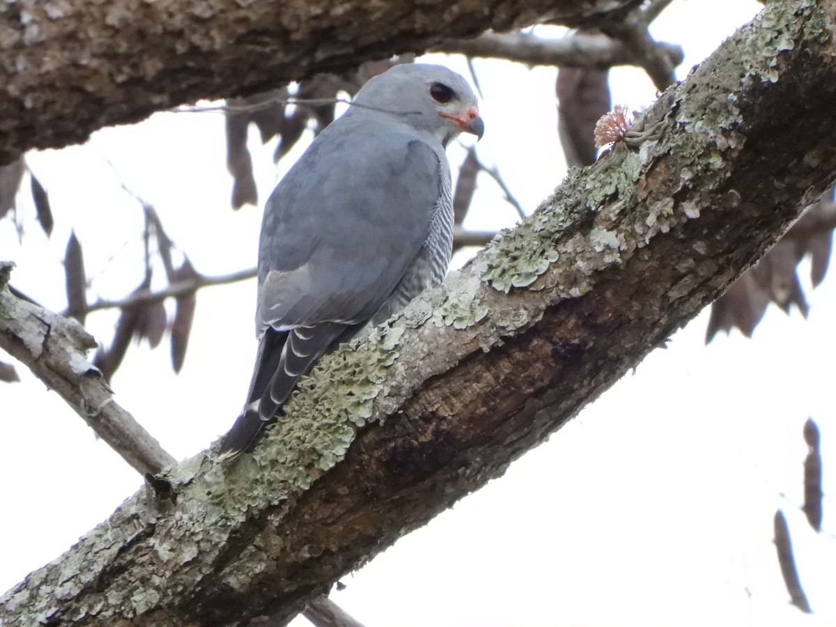 Lizard Buzzard - ML616907257