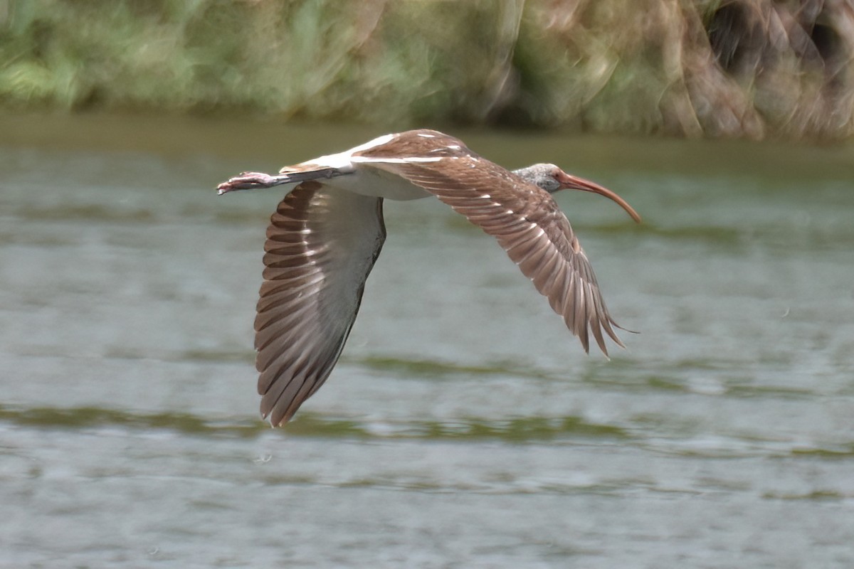 White Ibis - ML616907299