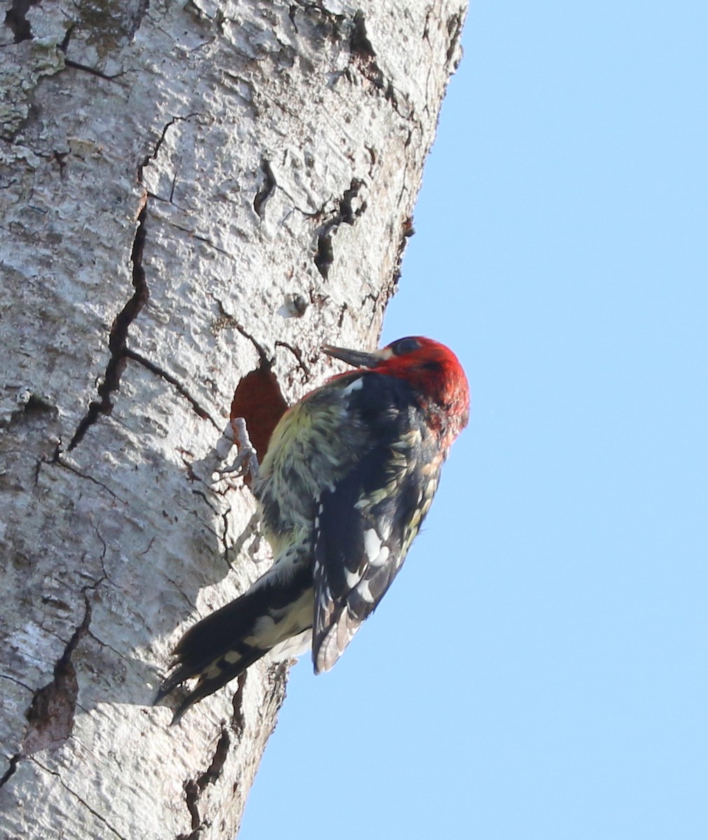 Red-breasted Sapsucker - ML616907364