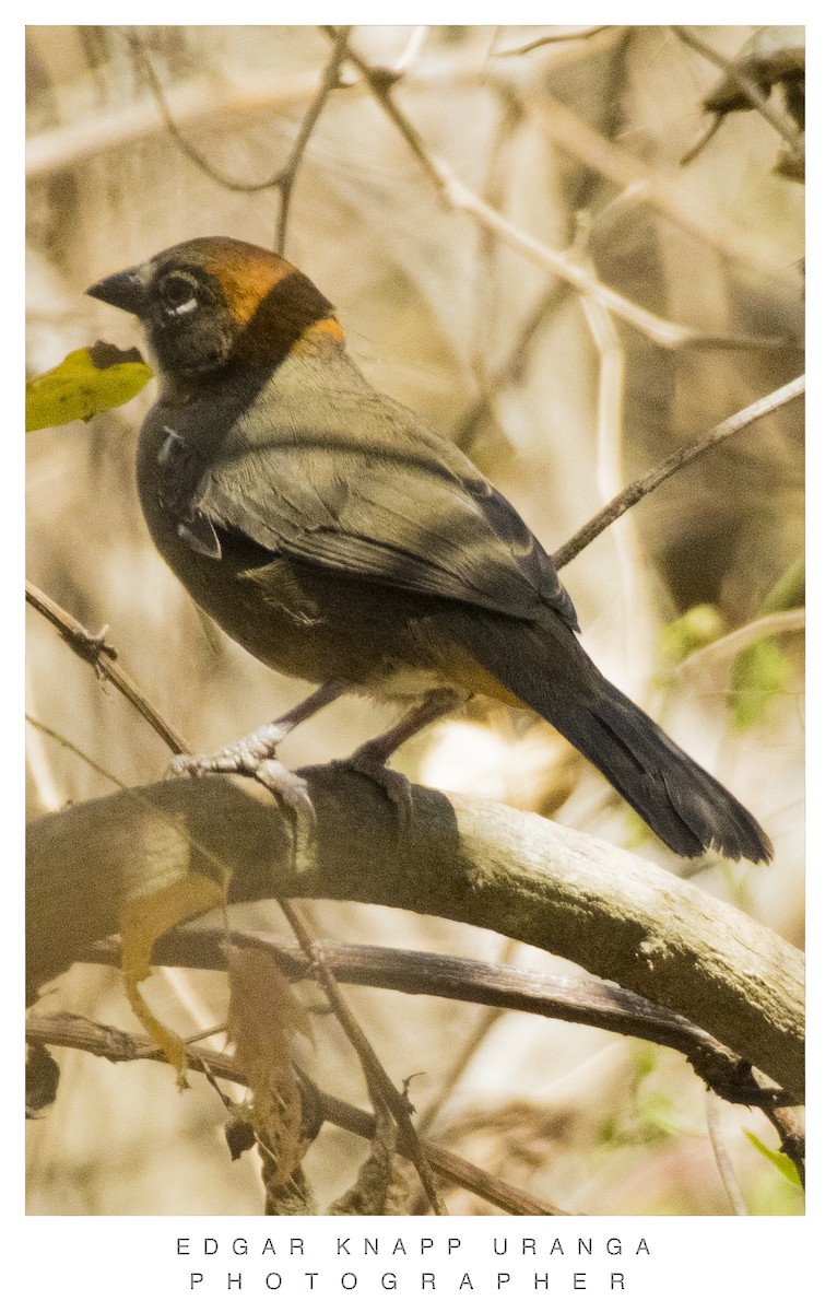 Rusty-crowned Ground-Sparrow - ML616907393