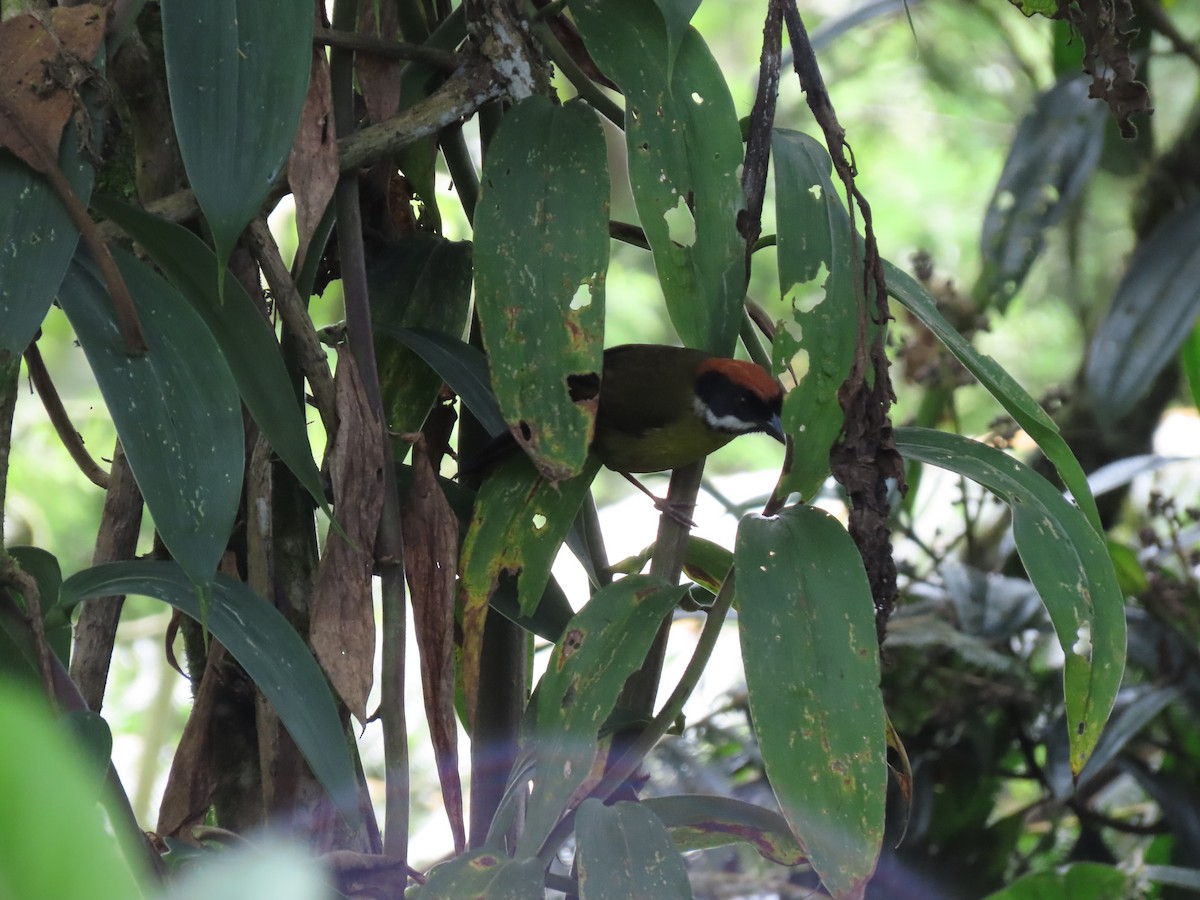 Moustached Brushfinch - ML616907397