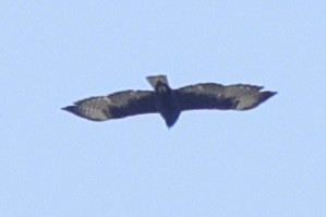 Short-tailed Hawk - ML616907402