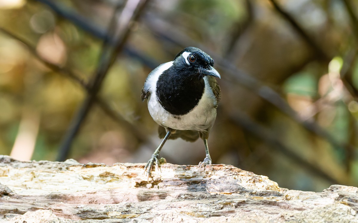 Black-hooded Laughingthrush - ML616907405